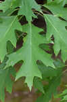 Northern red oak